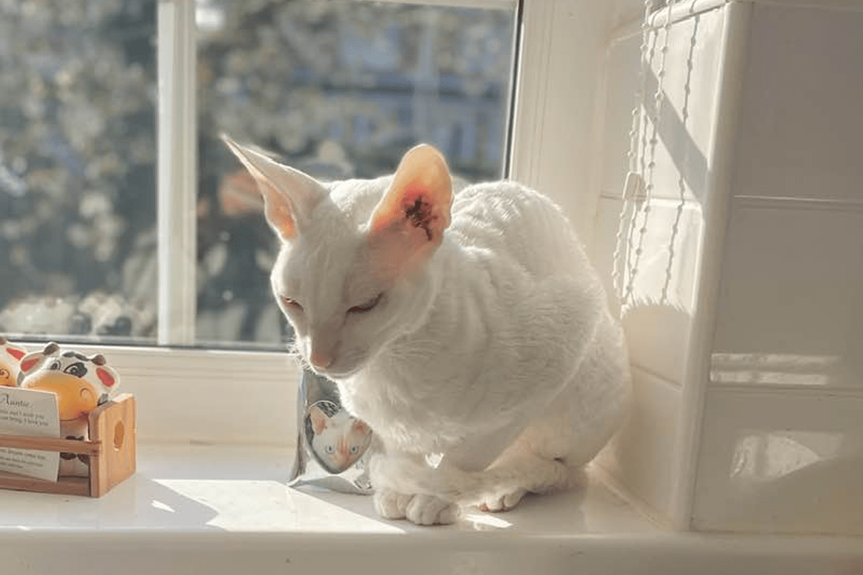 Explore the unique characteristics and playful nature of the Cornish Rex, a standout feline breed.